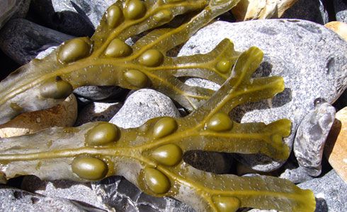 Tratar el hipotiroidismo con productos naturales hipotiroidismo