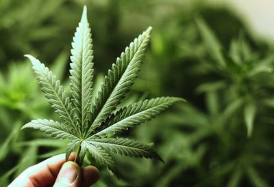 Los adolescentes que fuman cannabis pueden dañar su cerebro cannabis