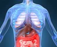 intestino