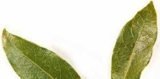 laurel
