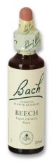beech