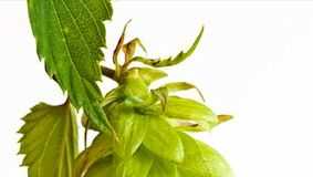 lupulo