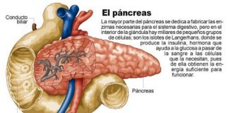 como-cuidar-el-pancreas-2