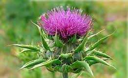 Ayudantes-naturales-para-la-desintoxicacion-del-cuerpo