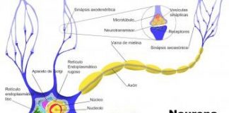 Consejos-para-prevenir-la-degeneracion-de-las-neuronas