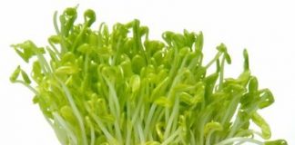 cualidadesalfalfa