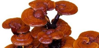 reishioganoderma