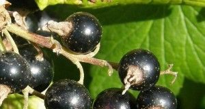 Plantas-que-ayudan-a-tratar-la-alergia-a-los-acaros