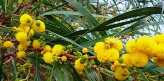 acacia