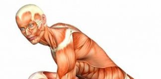 musculos