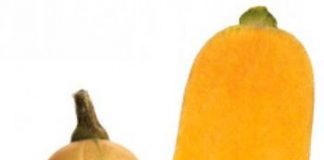 calabaza-y-canela