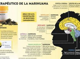 cannabis