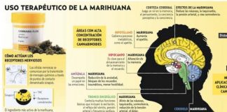cannabis