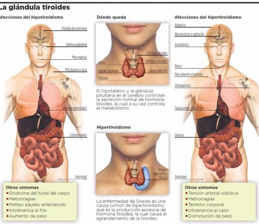 La glándula tiroides y la nutrición tiroides