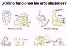 Articulaciones
