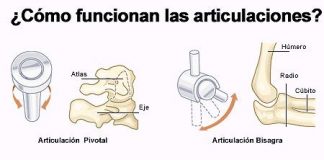 Articulaciones
