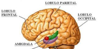 El-cerebro-y-la-funcion-del-hipocampo