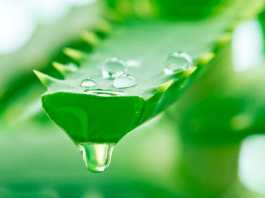 aloeveraingerir