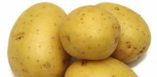 mucosaestomago