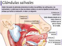 saliva