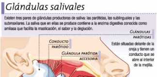 saliva