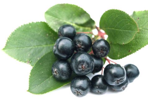 bayas aronia