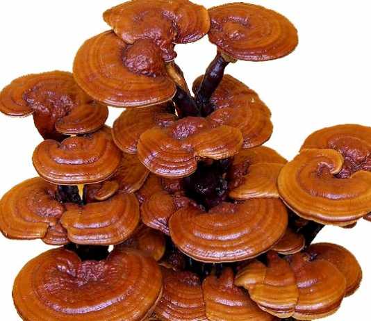 Las propiedades medicinales del hongo Reishi reishi