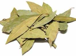 laurel