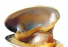 almejas
