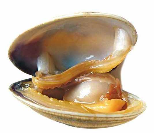 almejas