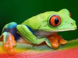 anfibios