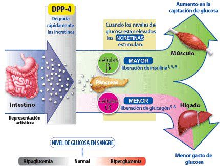 Niveles poco elevados de glicemia pueden impactar en el cerebro gloicemia