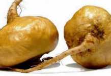 Las propiedades de la Maca lepidium-maca