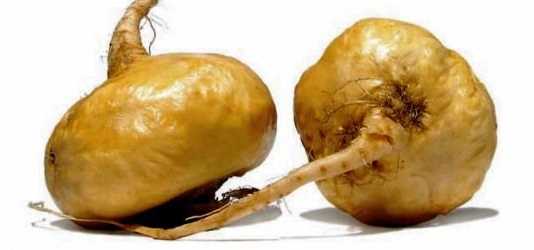 Las propiedades de la Maca lepidium-maca