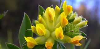 Anthyllis