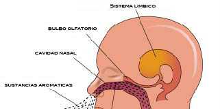 anosmia