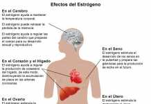 estrogenos