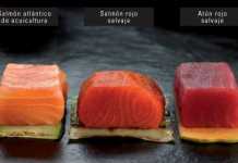 salmon