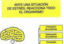 Equilibrio hormonal: Cortisol estress