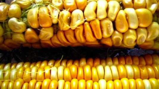 La sospecha sobre los alimentos modificados genéticamente maiz