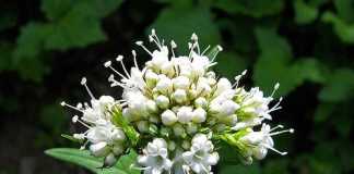 valeriana