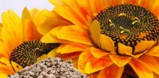girasol-semillas