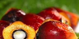 aceitepalmaroja