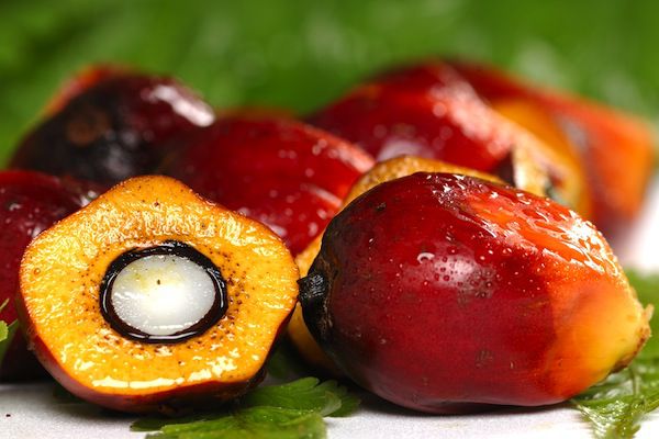 aceitepalmaroja
