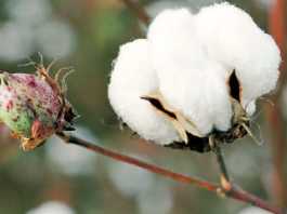 algodon