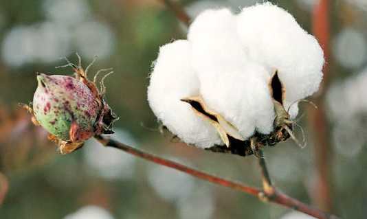Propiedades anticonceptivas del algodón algodon