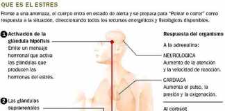 hormonal-estres