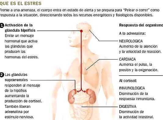 hormonal-estres