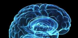 cerebro