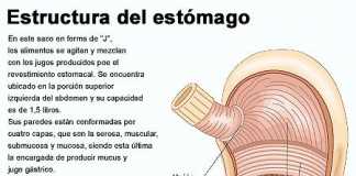 estomago